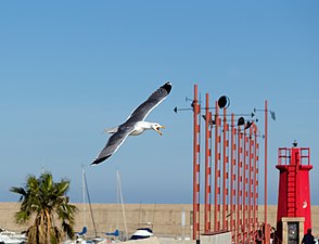 Yellow-legged gull, Port of Xàbia