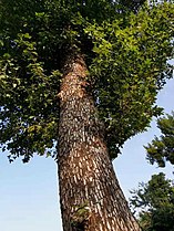 Trunk of Liquidambar formosana