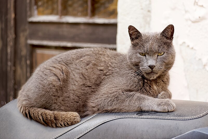 File:Cat in Piran, Slovenia, 20240504 1600 8594.jpg