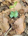 Cotyledon and leaf