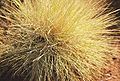 Spinifex