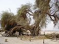 Ancient Sheizaf Tree in Ein Hatzeva