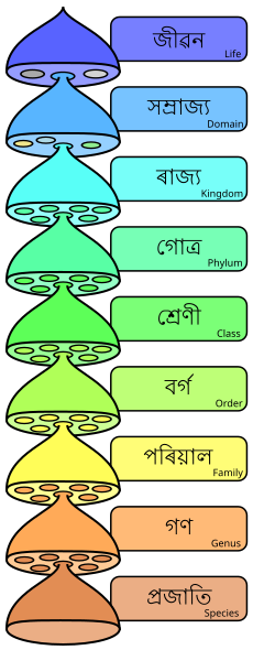 File:Biological classification L Pengo vflip-as.svg