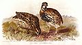 Coturnix coromandelica (cat.)