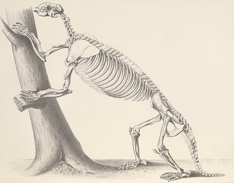 File:Hapalops skeleton.jpg