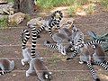 Lemur catta at Ramat-Gan Safari.