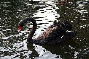 Black Swan.