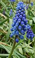 Latina: Muscari neglectum en:Grape hyacinth sv:Mörk pärlhyacint