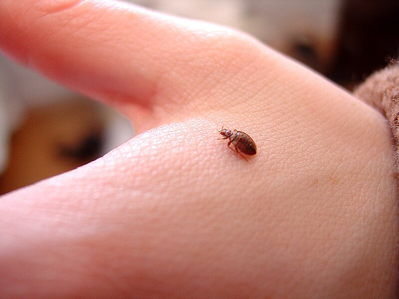 File:Pests - Bed Bugs - scale on hand.jpg