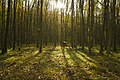 * Nomination Manger in the forest at Falkenberg near Falkenstein --Plozessor 03:38, 9 May 2024 (UTC) * Promotion  Support Good quality. --Johann Jaritz 03:59, 9 May 2024 (UTC)