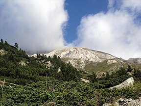 Krummholz below Vihren Peak, Pirin Mountain, Bulgaria