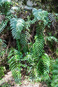 Helecho gigante / Giant fern