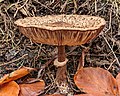 knolparasolzwam (Chlorophyllum rhacodes).