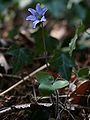 habitus with flowers and leaf