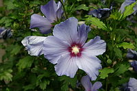 Hibiscus syriacus  Type species (cultivars in many colors)