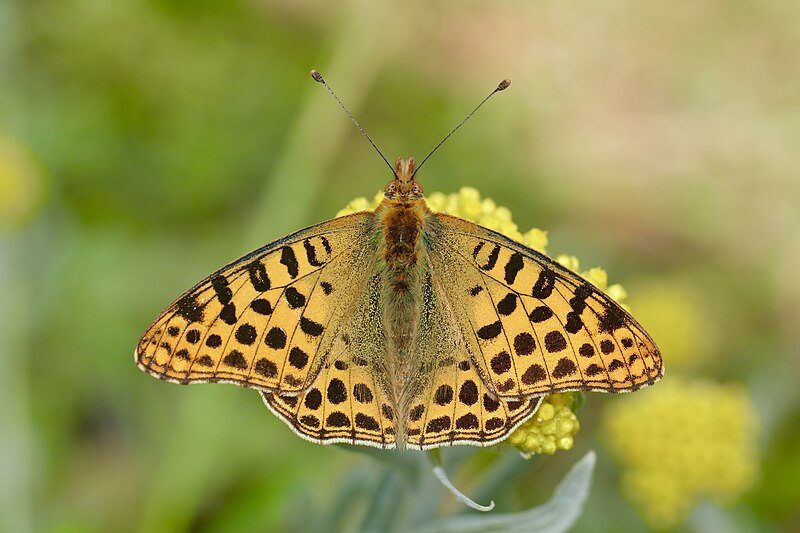 File:Open wing basking position of Issoria issaea (Doherty, 1886) - Himalayan Queen Fritillary WLB IMG 9215.jpg