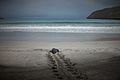 Young Gray Seal, Beach of Sandvík