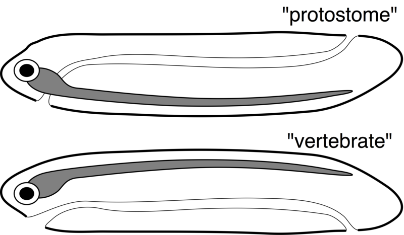 File:Dorsoventral inversion theory.png