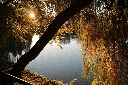 Sunset between the branches of a willow at Hilmteich, Graz, Austria.