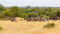 * Nomination Zebras in Kruger National Park, Mpumalanga, South Africa --XRay 03:05, 12 April 2024 (UTC) * Promotion  Support Good quality. --Bgag 03:13, 12 April 2024 (UTC)