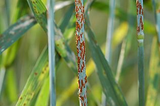 Close-up of stem rust (Puccinia graminis) on wheat.