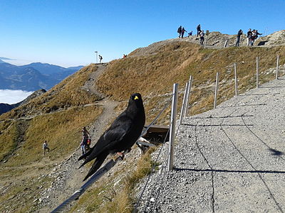 Alpendohle - Pyrrhocorax graculus am Nebelhorngipfel,