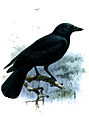 Corvus moneduloides (cat.)