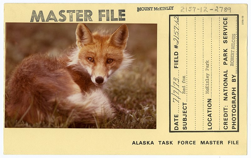 File:Red fox (33166777180).jpg