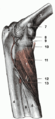 Supinator muscle