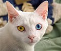 81 June odd-eyed-cat uploaded by Tomer T, nominated by Kasir