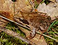 Grasfrosch - Rana temporaria, im Käfertaler Wald