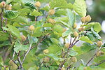 Fruits