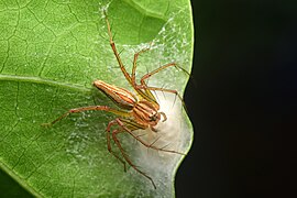 Spiders Guard Their Eggs