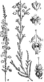 Calluna vulgaris Navadni vresek plate 496 in: Martin Cilenšek: Naše škodljive rastline Celovec (1892)