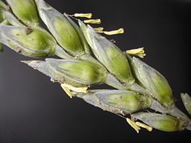 wheat flowers