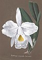 Cattleya wallisii (as syn. Cattleya virginalis) aquarell in: Collection d'orchidées, (1850-1870)