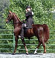 American Saddlebred (cat)