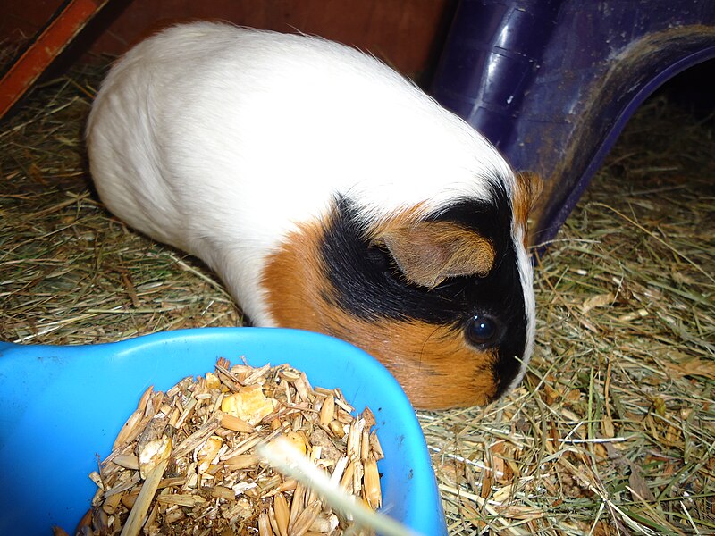 File:Guina pig domesticated 4.jpg