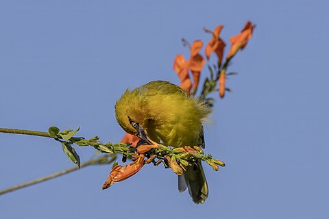 Spectacled weaver (ocularis ocularis) male feeding