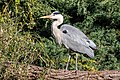 * Nomination Grey heron in Parc Georges-Valbon, France. --Alexis Lours 00:05, 23 March 2022 (UTC) * Promotion  Support Good quality. --Steindy 00:26, 23 March 2022 (UTC)