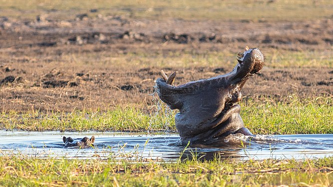 Hippos (Hippopotamus amphibius), Chobe National Park