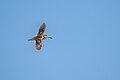 * Nomination: Jack Snipe in flight. By User:Mildeep --Nabin K. Sapkota 06:55, 29 March 2024 (UTC) * Review Noise to the right side of the bird --IM3847 02:49, 6 April 2024 (UTC)