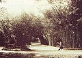 Inside the Rio de Janeiro Botanic Garden (Brazil), 1890