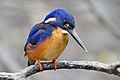 ◆2013/11-28 ◆Category File:Alcedo azurea - Julatten.jpg uploaded by JJ Harrison, nominated by Blurred Lines