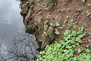 Botanical Garden in Wrocław