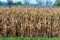 English: Maize field on Ratzendorfer Straße Deutsch: Maisfeld an der Ratzendorfer Straße