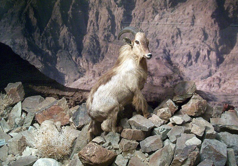 File:Stuffed Arabian Tahr.jpg