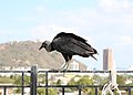 * Nomination Black vulture (Coragyps atratus) in Cartagena, Colombia --Bgag 04:17, 10 February 2021 (UTC) * Promotion  Support Good quality. --XRay 04:46, 10 February 2021 (UTC)