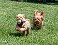 83 Cavapoo dog chasing a maltipoo with a ball (11881) uploaded by Rhododendrites, nominated by Rhododendrites,  10,  0,  0