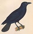 Corvus nasicus (cat.)